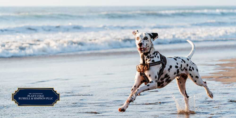melbourne dog bite attorney